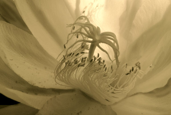 Night Blooming Cirrus- Sepia
