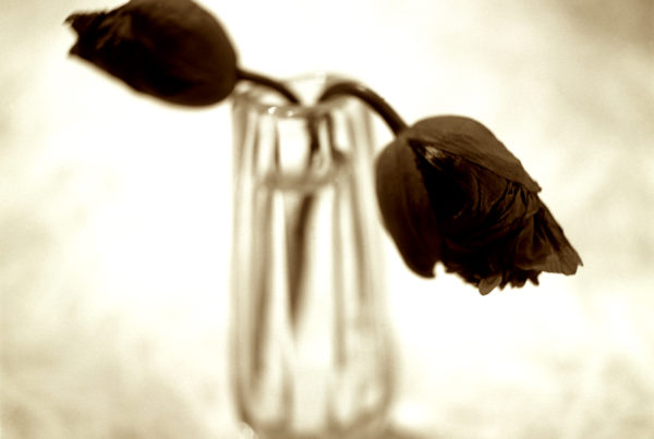 Vased Poppy
